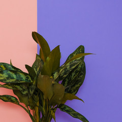 Home flower on a colorful background. Plant lover concept