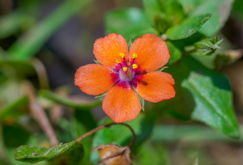 beautiful blossom of a delicate flower