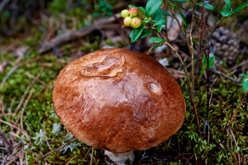 Boletus mushroom with a hollow in the form of a heart with water