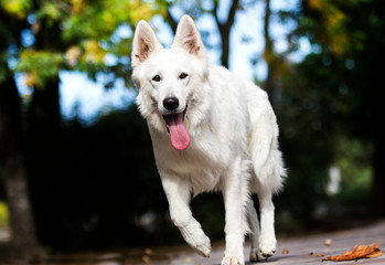white swiss dog in autumn park