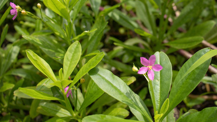 Sambar cheera (Ceylon Spinach) it is commonly known as water leaf, growing in a wet area. This shrub is dark green in colour.