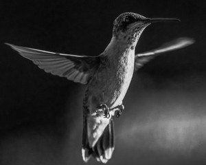 BW hummingbird portrait
