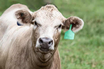 Charolais heifer close up