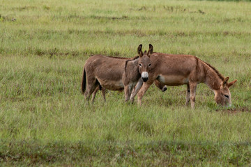 Fototapeta na wymiar Donkeys in a pasture
