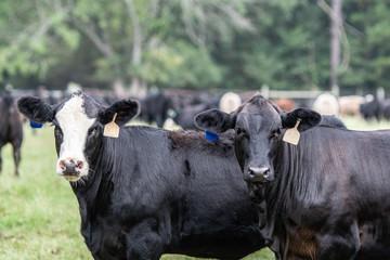 Two crossbred Angus cows