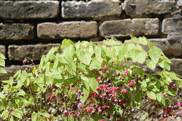 Bishops Cap and Brick Wall