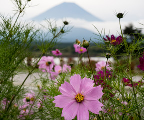 Cosmos flowers and silhouette of Mount Fuji at Lake Shojiko, one of Fuji Five Lakes - Yamanashi prefecture, Japan