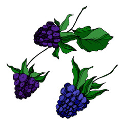 Vector Blackberry healthy food. Black and white engraved ink art. Isolated berry illustration element.