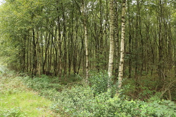 Fototapeta na wymiar a birch forest in the moor in northern Germany