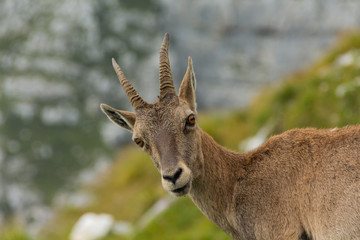 Mountain Goat 7