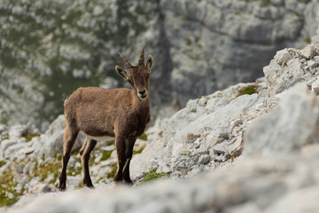Mountain Goat 3