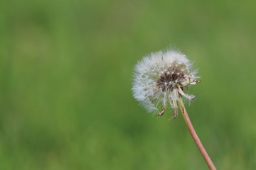 Macro shot of a dandylion with an out of focus green background