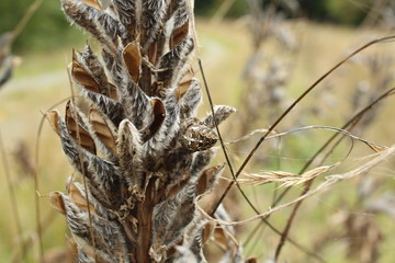 one of the withered lupins, the spider is well camouflaged