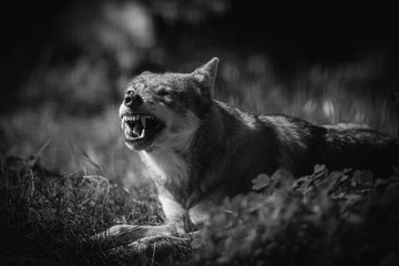 Scary dark gray wolf (Canis lupus)