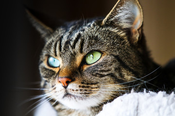 Close up portrait of a tabby and white cat’s head with green eyes looking into the distance
