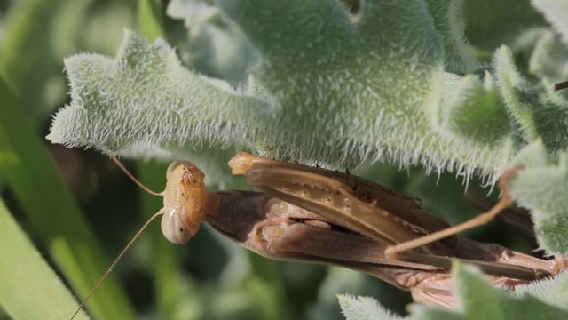 Closeup detailed shot of the body of an adult female praying mantis sp. Mantis religiosa insect, hiding under a plant (head and body moves after 22sec)