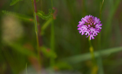 Fototapeta premium Orquídea piramidal (Anacamptis pyramidalis (L.) 