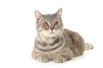 Obraz premium Beautiful cat lying on white background