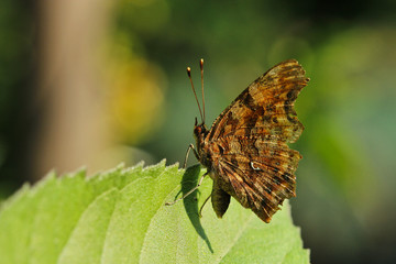 C-Falter Schmetterling isoliert auf einem Blatt in der Sonne sitzend Seitenansicht Polygonia c-album