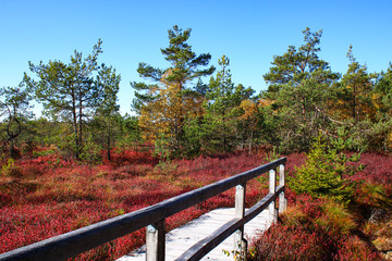 Fototapeta na wymiar Autumnal walk through a colourful heathland