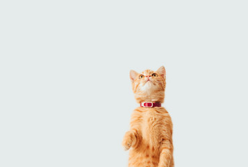  ginger tabby kitten in a pink collar stands on its hind legs on a white background. © Марина Красавина