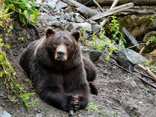 rescue bear in sitka alaska