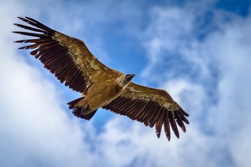 Griffon vulture in flight