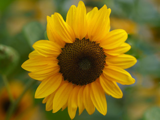 Macro photography of the beautiful head of sunflower on the city street in summer day. The beauty of nature. Sunflower natural background.