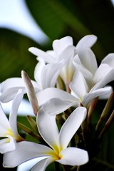Snap of beautiful fresh bunch of White flowers