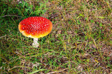 Red fly agaric mushroom
