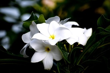 Snap of beautiful fresh bunch of White flowers