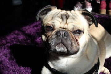 Small pug dog in shadow lighting 