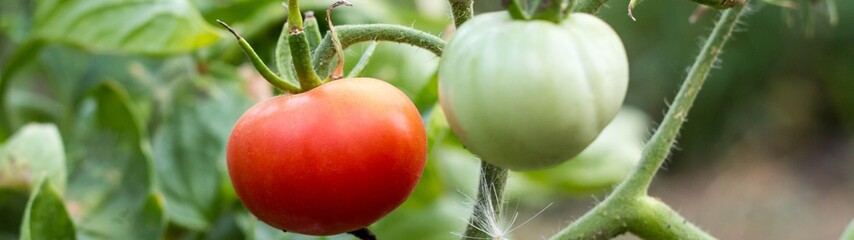 Obraz premium banner of Wet green and red tomatoes growing in a garden.