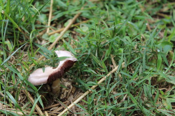 Eaten mushroom