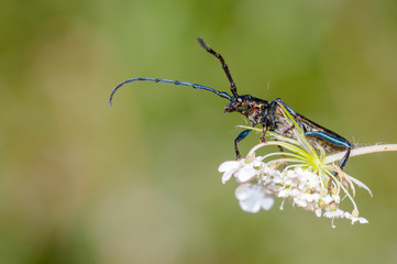 small longhorned beetle in the summer garden