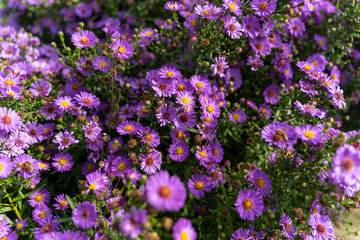 Herbstblühen Lila Blumen Garten