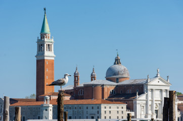 Fototapeta na wymiar Seagull and San Giorgio di Maggiore church in the background, in Venice, Italy