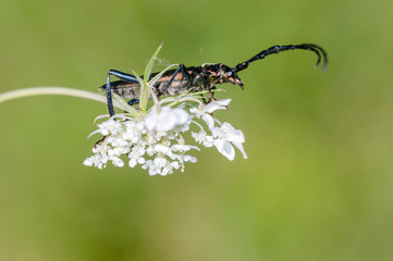 small longhorned beetle in the summer garden