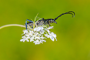 small longhorned beetle in the summer garden