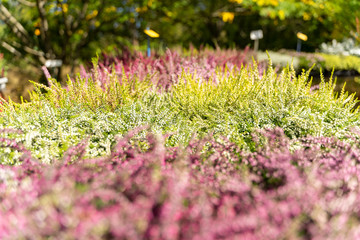 Zierheidekraut Erica gracilis Bokeh Nahaufnahme