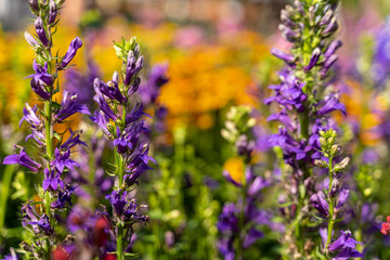 Fototapeta premium Lila Blume mit schönen Bokeh