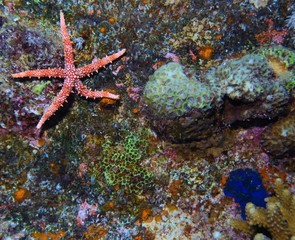 Egyptian Sea Star (Gomophia egyptiaca)