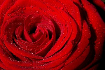 Aufgebl&uuml;hte rote Rose mit Tautropfen