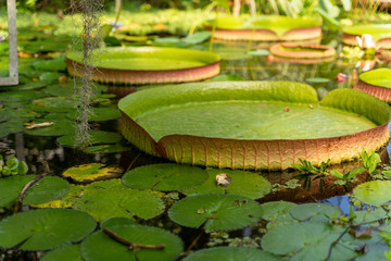 Riesenseerose Victoria Botanischer Garten Marburg © Christian