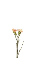 floribunda flower on white background overlay