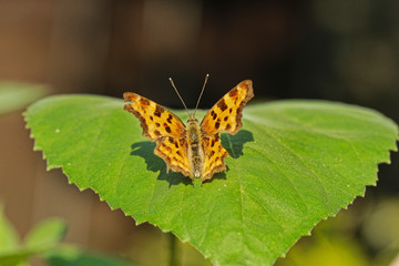 C-Falter Schmetterling auf einem grünen Blatt in der Sonne mit offenen Flügeln Polygonia c-album