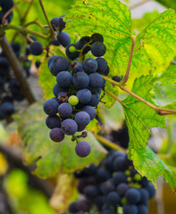 A bunch of dark blue grapes on a branch in the garden.