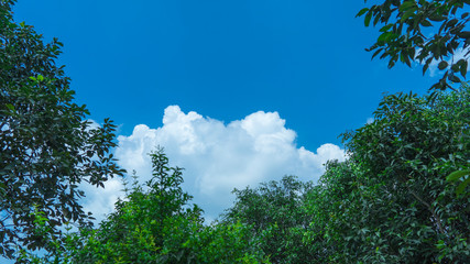 Obraz premium cloud in the sky