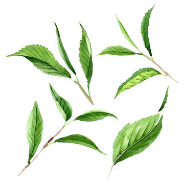 Green tea leaves. Watercolor background illustration set. Isolated leaf illustration element.