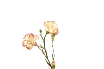 floribunda flower on white background overlay